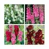 8 x Alcea Chaters Plants | Beautiful Colour & Structure Collection | 1L Pots -Frank P Matthews Sales Shop P5000COL2 main image 2fb4