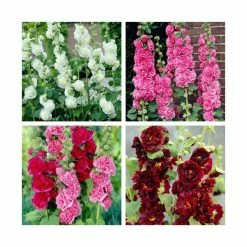 8 x Alcea Chaters Plants | Beautiful Colour & Structure Collection | 1L Pots
