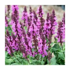 Salvia nemorosa 'Rose Marvel' | Wild Sage -Frank P Matthews Sales Shop P50050 add image 1 670f