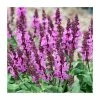 Salvia nemorosa 'Rose Marvel' | Wild Sage
