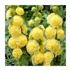 Alcea 'Chaters Yellow' | Hollyhock