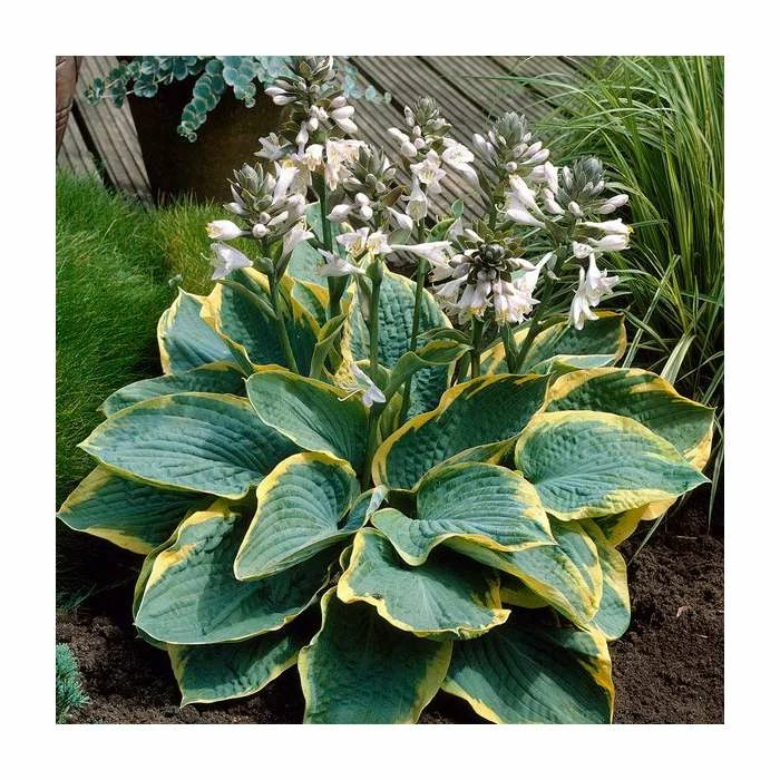 Hosta 'Frances Williams' | 3L Pot 3 Hosta 'Frances Williams' | 3L Pot