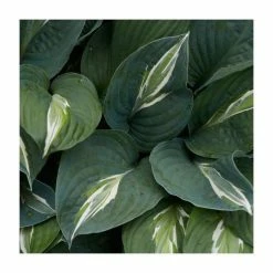 Hosta 'Snake Eyes' | 3L Pot