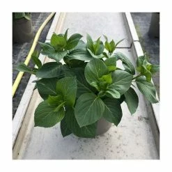 Hydrangea 'Rendez-vous French Cancan Rose' | 5L Pot