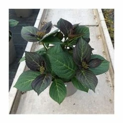 Hydrangea 'Rendez-vous Mademoiselle' | 5L Pot