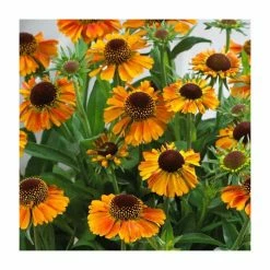 Helenium 'Short n Sassy' | 3L Pot -Frank P Matthews Sales Shop P50220 add image 1 2da8