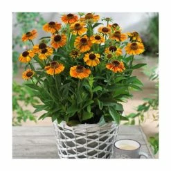 Helenium 'Short n Sassy' | 3L Pot -Frank P Matthews Sales Shop P50220 add image 2 c8ce