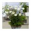 Anemone 'Honorine Jobert' | 3L Pot