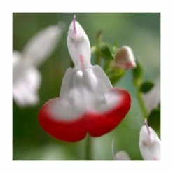 Salvia 'Hot Lips' | 3L Pot -Frank P Matthews Sales Shop P50356 add image 1 6f6d