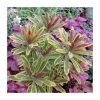 Euphorbia 'Ascot Rainbow' | 13cm Pot -Frank P Matthews Sales Shop P50403 main image ada7