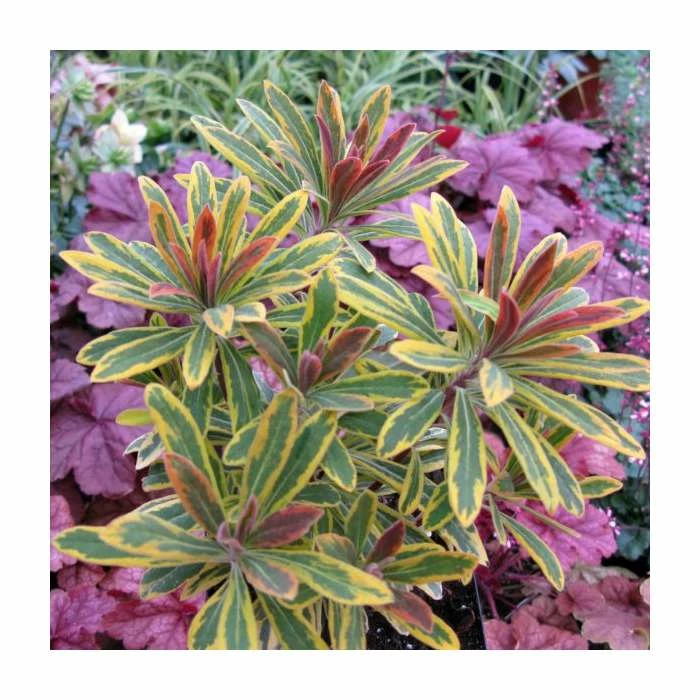 Euphorbia 'Ascot Rainbow' | 13cm Pot 3 Euphorbia 'Ascot Rainbow' | 13cm Pot