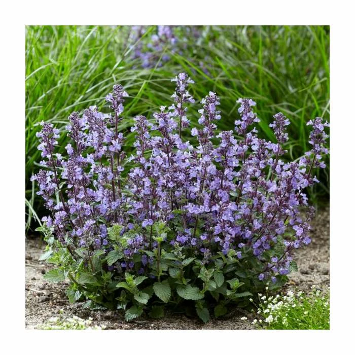 Nepeta 'Purrsian Blue' | 13cm Pot 4 Nepeta 'Purrsian Blue' | 13cm Pot - Image 2