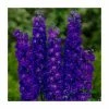 Delphinium elatum 'Faust' | 3L Pot