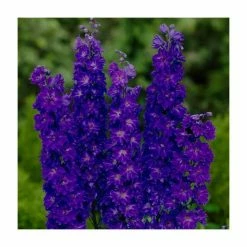 Delphinium elatum 'Faust' | 3L Pot