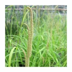 Pendulous Sedge | Carex pendula -Frank P Matthews Sales Shop PL0589 rollover image 6975