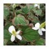3x Heart Shaped Houttuynia Houttuynia cordata - 9cm Pots -Frank P Matthews Sales Shop PL0594 main image 6b64