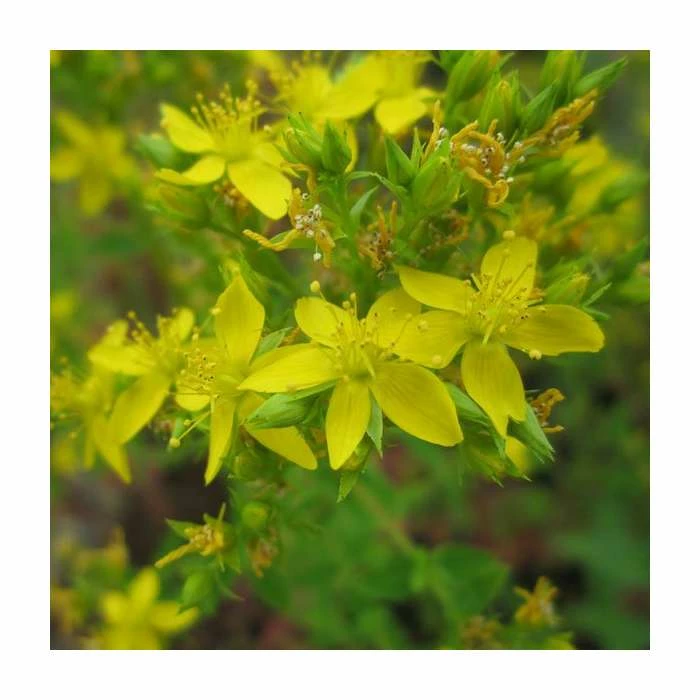 Square Stemmed St John's Wort | Hypericum tetrapterum 3 Square Stemmed St John's Wort | Hypericum tetrapterum