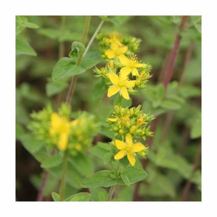 Square Stemmed St John's Wort | Hypericum tetrapterum 4 Square Stemmed St John's Wort | Hypericum tetrapterum - Image 2