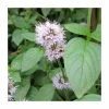Water Mint | Mentha aquatica -Frank P Matthews Sales Shop PL0608 main image ee4e