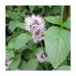 Water Mint | Mentha aquatica