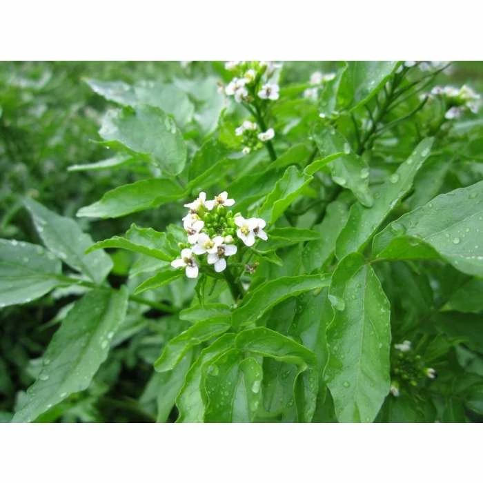 Watercress | Nasturtium aquaticum 4 Watercress | Nasturtium aquaticum - Image 3