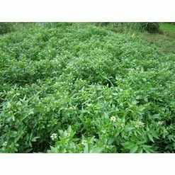 Watercress | Nasturtium aquaticum 9 Watercress | Nasturtium aquaticum -Frank P Matthews Sales Shop PL0620 add image 2 c6c2