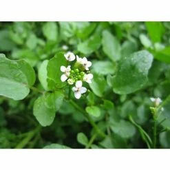 Watercress | Nasturtium aquaticum 10 Watercress | Nasturtium aquaticum -Frank P Matthews Sales Shop PL0620 add image 3 0a65
