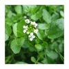 Watercress | Nasturtium aquaticum -Frank P Matthews Sales Shop PL0620 main image 3232