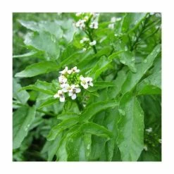 Frank P Matthews Sales Shop -Frank P Matthews Sales Shop PL0620 rollover image 3717