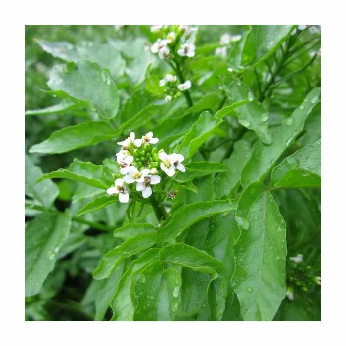 Watercress | Nasturtium aquaticum 3 Watercress | Nasturtium aquaticum - Image 2