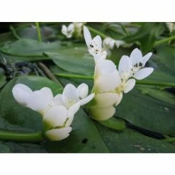 Water Hawthorn | Aponogeton distachyus 10 Water Hawthorn | Aponogeton distachyus -Frank P Matthews Sales Shop PL0626 add image 2 7655