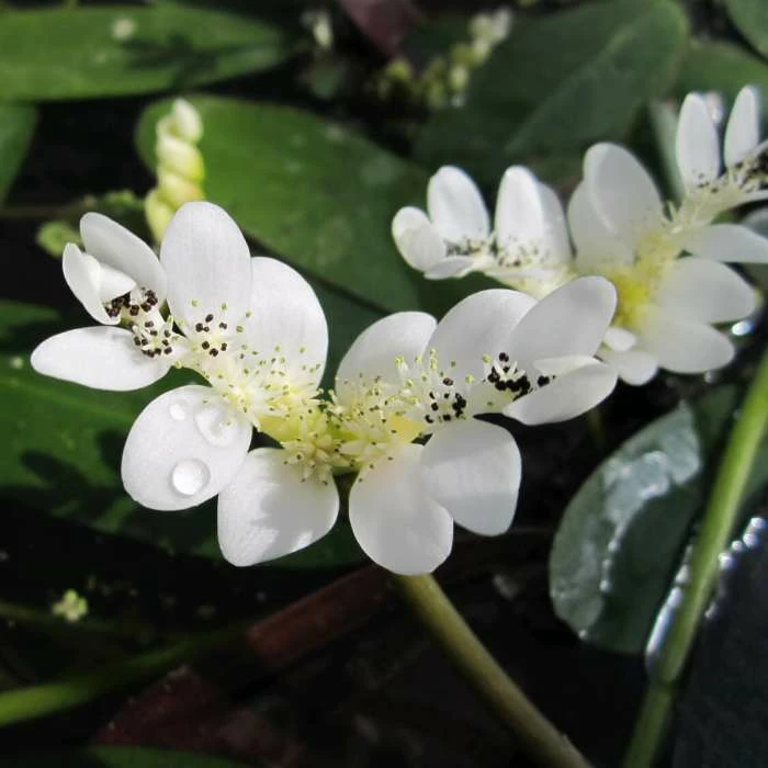 Water Hawthorn | Aponogeton distachyus 3 Water Hawthorn | Aponogeton distachyus