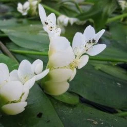 Frank P Matthews Sales Shop -Frank P Matthews Sales Shop PL0626 rollover image 7a8c