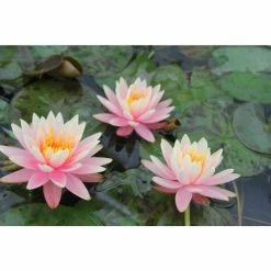 Nymphaea 'Colorado' | Water Lily -Frank P Matthews Sales Shop PL0638 add image 2 70f5