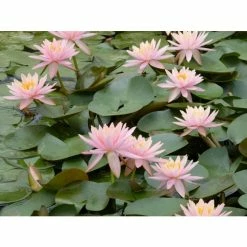 Nymphaea 'Colorado' | Water Lily -Frank P Matthews Sales Shop PL0638 add image 3 e381