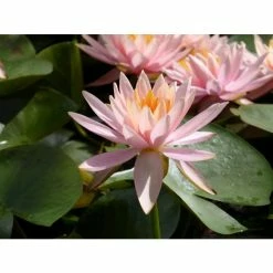 Nymphaea 'Colorado' | Water Lily -Frank P Matthews Sales Shop PL0638 add image 5 1f5f