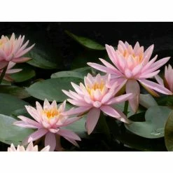 Nymphaea 'Colorado' | Water Lily -Frank P Matthews Sales Shop PL0638 add image 6 18b2