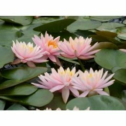 Nymphaea 'Colorado' | Water Lily -Frank P Matthews Sales Shop PL0638 add image 7 47ac