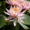 Nymphaea 'Colorado' | Water Lily -Frank P Matthews Sales Shop PL0638 main image a15a
