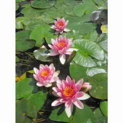 Nymphaea 'Attraction' | Water Lily -Frank P Matthews Sales Shop PL0644 add image 1 d7a2