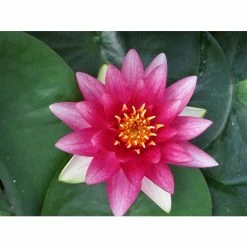 Nymphaea 'Attraction' | Water Lily -Frank P Matthews Sales Shop PL0644 add image 2 034e