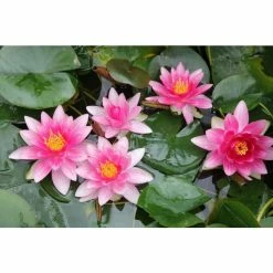 Nymphaea 'Attraction' | Water Lily -Frank P Matthews Sales Shop PL0644 add image 3 34ba