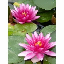 Nymphaea 'Charles De Meurville' | Water Lily -Frank P Matthews Sales Shop PL0645 add image 1 3f5a