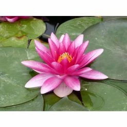 Nymphaea 'Charles De Meurville' | Water Lily -Frank P Matthews Sales Shop PL0645 add image 2 dc02