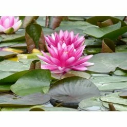 Nymphaea 'Charles De Meurville' | Water Lily -Frank P Matthews Sales Shop PL0645 add image 3 dbcf