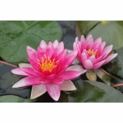 Nymphaea 'Charles De Meurville' | Water Lily -Frank P Matthews Sales Shop PL0645 add image 4 c859
