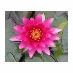 Nymphaea 'Charles De Meurville' | Water Lily -Frank P Matthews Sales Shop PL0645 add image 5 f96c