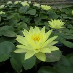 Nymphaea 'Joey Tomocik' | Water Lily -Frank P Matthews Sales Shop PL0653 add image 1 c0a8