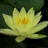 Nymphaea 'Joey Tomocik' | Water Lily -Frank P Matthews Sales Shop PL0653 main image e7f8