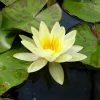 Nymphaea 'Marliacea 'Chromatella' | Water Lily -Frank P Matthews Sales Shop PL0759 main image b45e